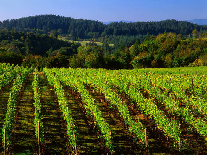 Sip on some wine at sustainable vineyards in Oregon