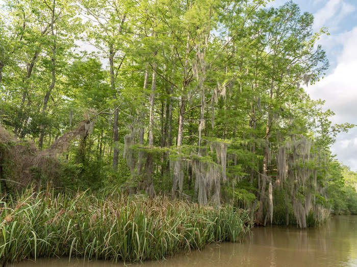 Folsom, Louisiana, combines nature and the arts.