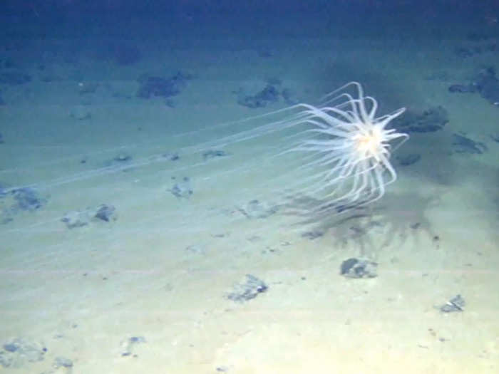 There are also other creatures in the depths, like this creature with 7-foot-long tentacles attached to a sponge star, which is stuck on a nodule.