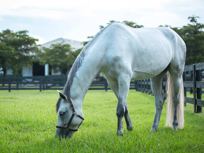 Before diving into the construction-tech world, Ritter was already in the horse industry developing and renting out multimillion-dollar stables.