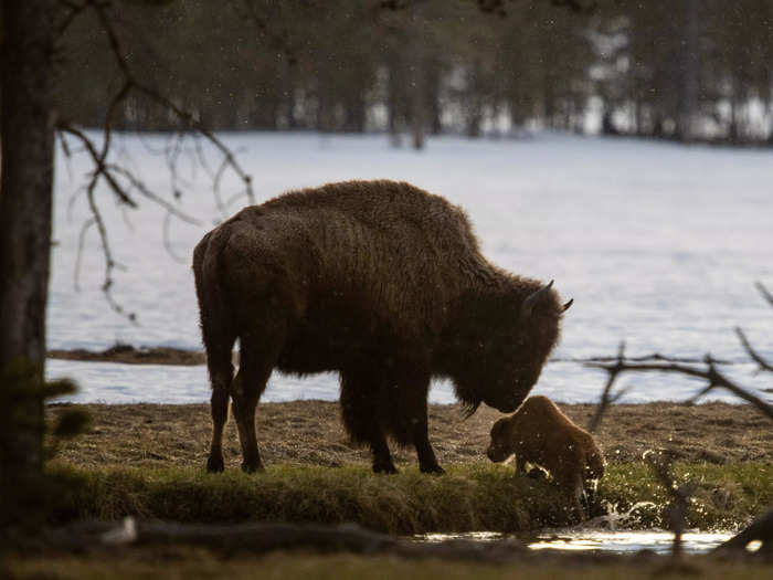 Elsewhere in the US, some of the tourists flocking to national parks have gotten way too close with local wildlife, to their own peril.