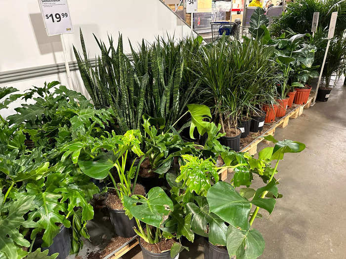 The plants section is great.