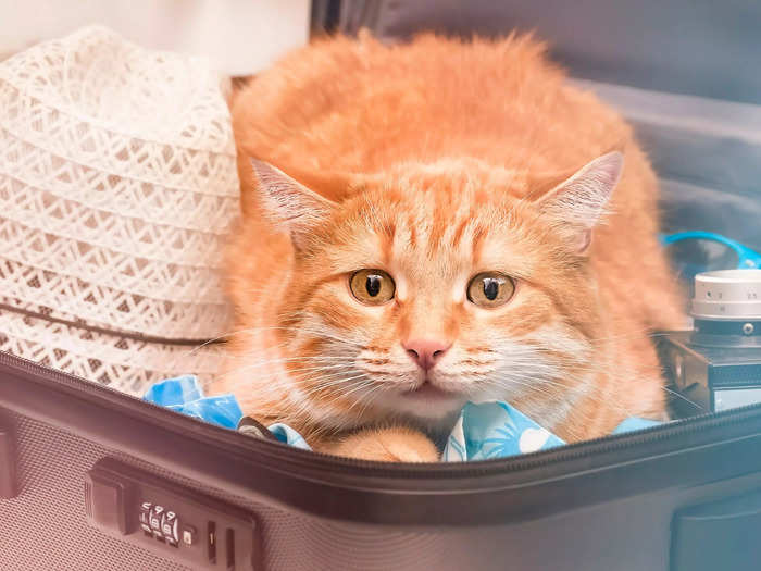 A cat was discovered by TSA