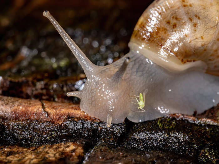 A snail that slid its way into a passenger