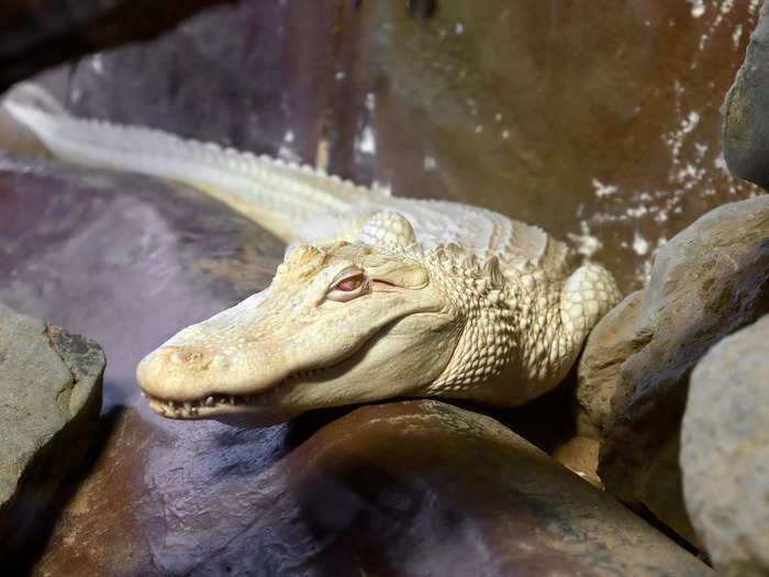 Munich airport security found a rare albino alligator wrapped inside someone