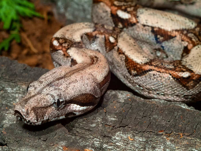 Emotional support animals are widely used, but the TSA denied a boa constrictor on a flight.