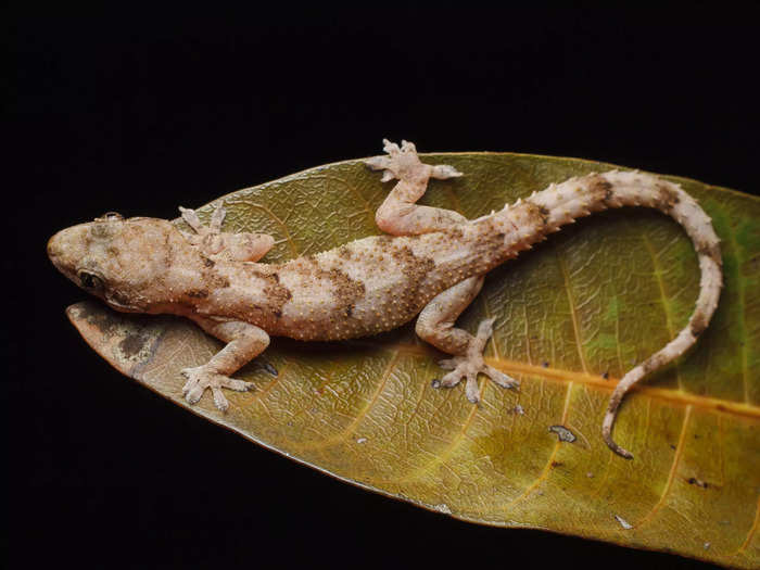 An African gecko survived a 5,000-mile journey in a Yorkshire couple