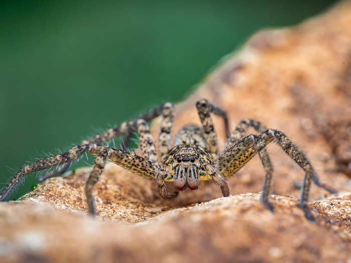 A huntsman spider crept into an Edinburgh traveler