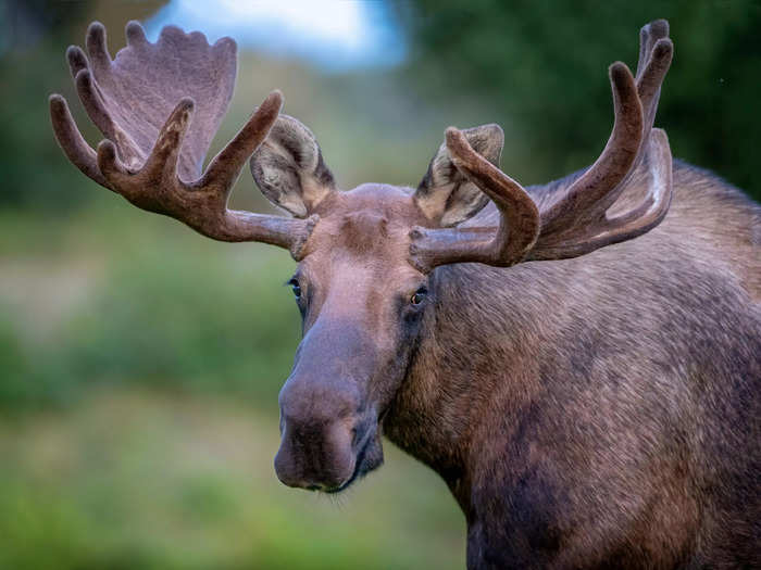 A moose wandered onto the grounds of Connecticut