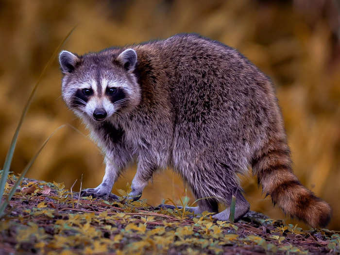 A raccoon was spotted at a Philadelphia airport baggage claim.