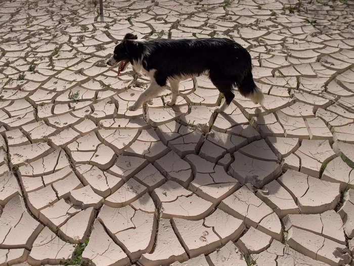 Temperatures have also been increasing in Spain, which have been devastating for farmland.