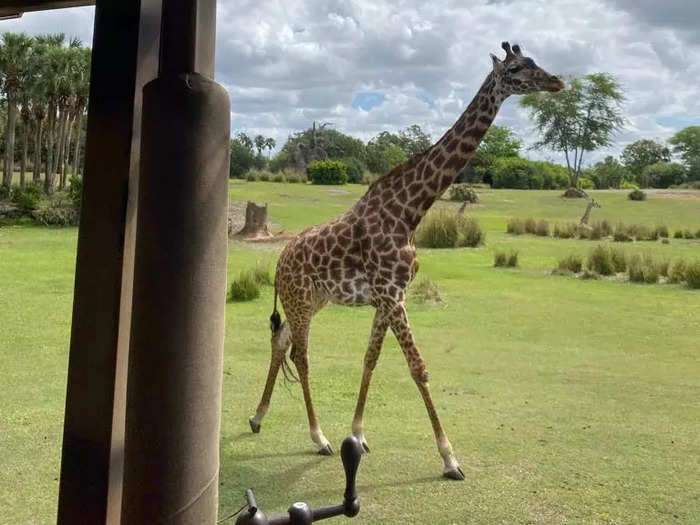 I love Kilimanjaro Safaris at Animal Kingdom but only early in the morning.