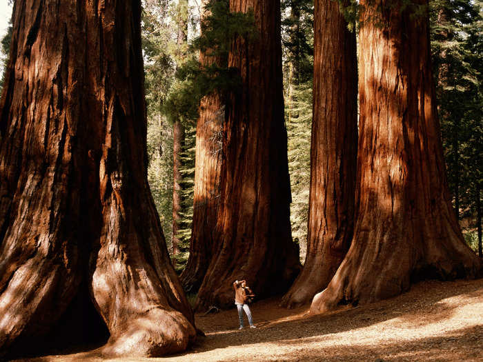 Giant sequoias in California