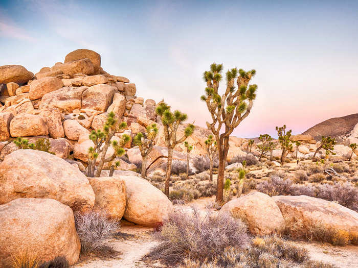 Joshua trees in California