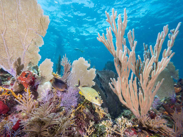 Coral reefs in Florida