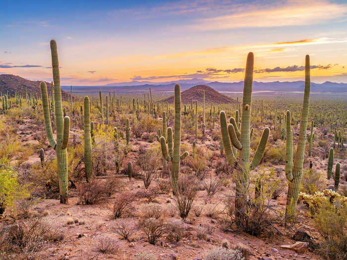 Saguaro cacti in Arizona