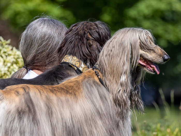 "Pets who look like their owners" category winner: "The Three Greys" by Klaus-Peter Selzer