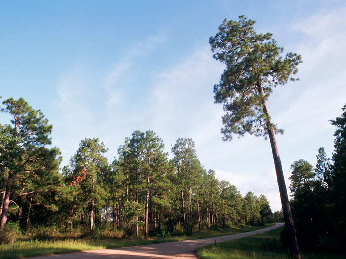 Louisiana: Kisatchie National Forest