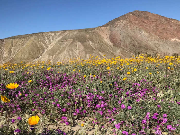 California: Anza-Borrego Desert State Park, IDA-certified