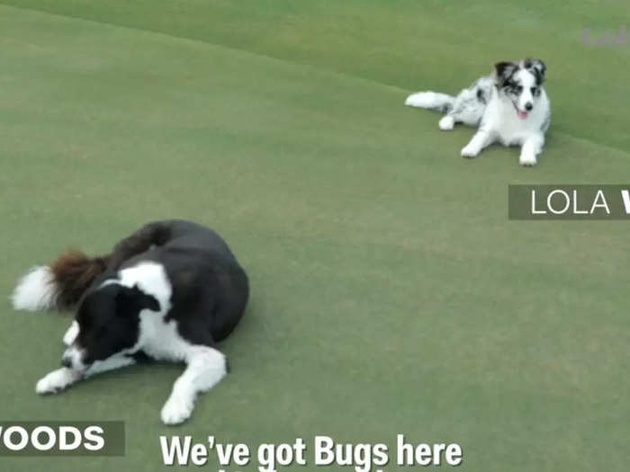 He has two border collies, Lola and Bugs.