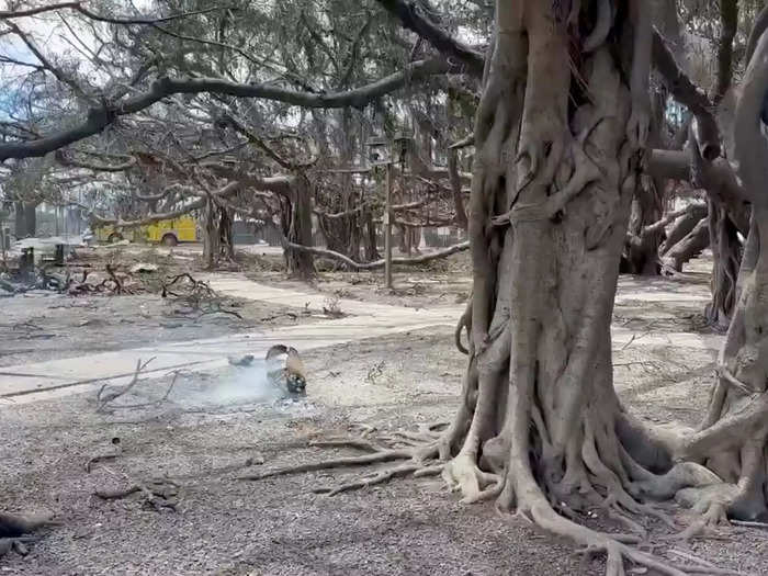 Wildfires scorched the 150-year-old banyan tree in front of the town