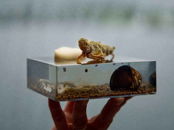 Dishes at Iris playfully reimagine nature, similar to those served at Hawthorn in "The Menu."