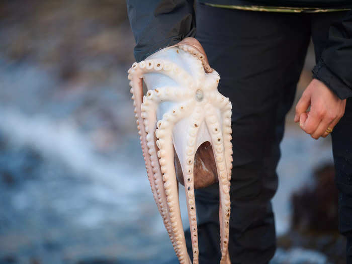 Many of the ingredients served at Iris, including the invasive urchins and seaweed, are sourced from the surrounding waters.