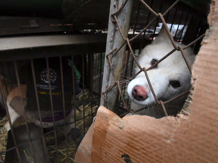 In 2021, the government established a task force to review the dog meat industry and consider a ban after a poll showed 84% of the Korean population no longer ate dog meat.