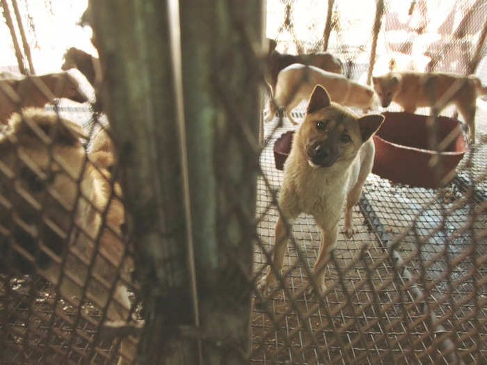 The dog meat trade took another hit in June 2018 when a South Korean court ruled that killing dogs to eat them was illegal, although actually eating dog meat remained legal.