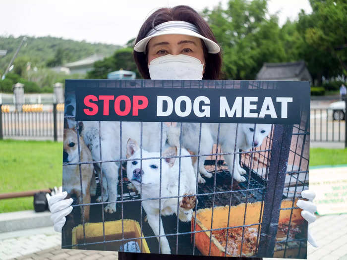 By 2023, the number of dogs supplied to restaurants had fallen to around 700,000 to 1 million and the number of farms had fallen to about 3,000 to 4,000.