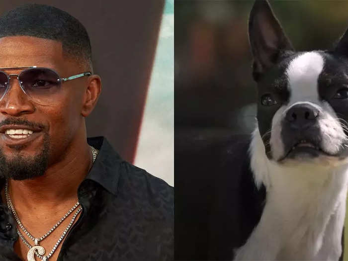 Jamie Foxx voices a street-smart, foul-mouthed Boston Terrier, Bug.