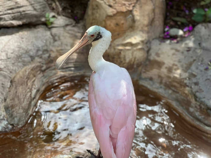 The aviary was a fun place to see different birds.