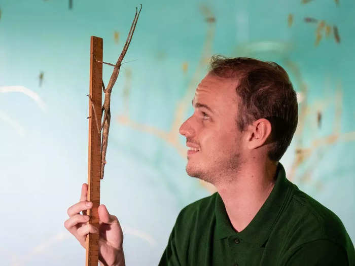 A stick insect blended right in with the zookeeper