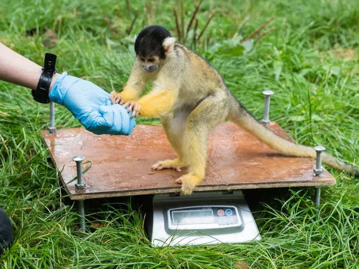 A zookeeper rewarded a squirrel monkey with treats for participating in the weigh-in.