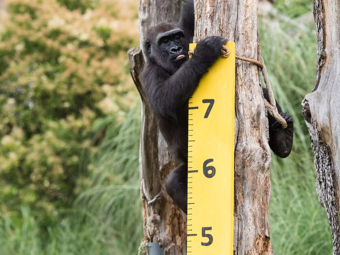 A Western Lowland gorilla examined the ruler from a tree perch.