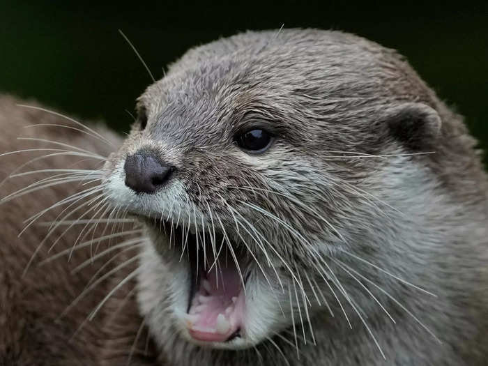 An Asian small-clawed otter yawned while being measured.