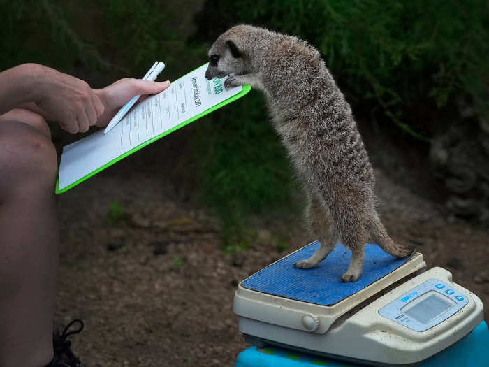 He appeared interested in checking the zookeeper