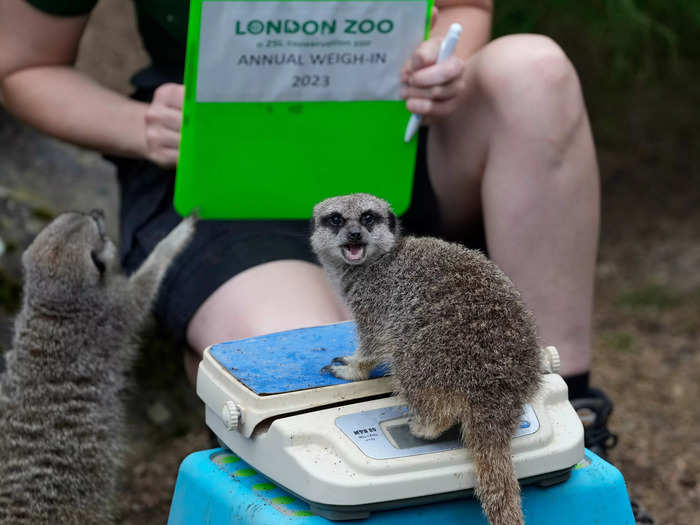 Frank the meerkat had his turn on the scale.