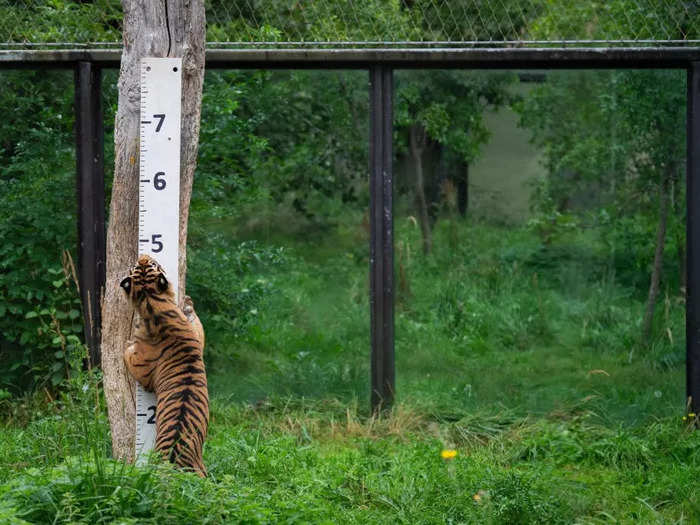 A Sumatran tiger tried to climb the large ruler in its enclosure.