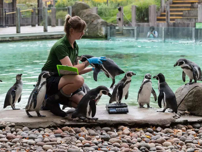 Some penguins had to be picked up and placed in the right spot by a zookeeper.