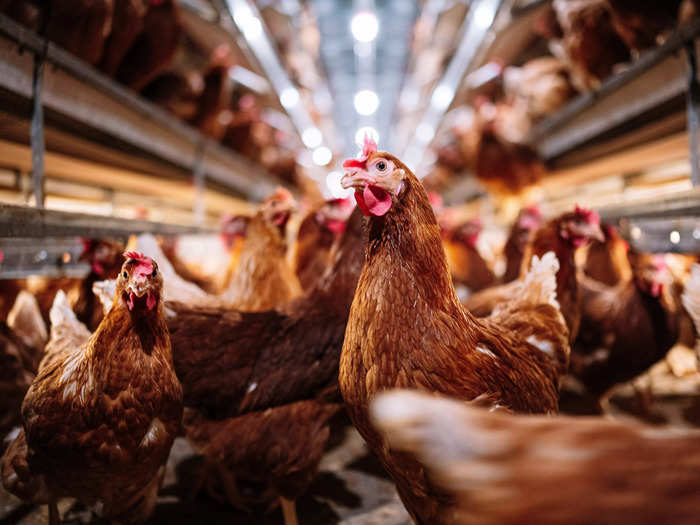7. In the late 2010s, urban chickens became the Teslas of Silicon Valley