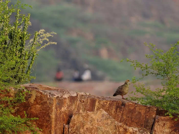 Jodhpur