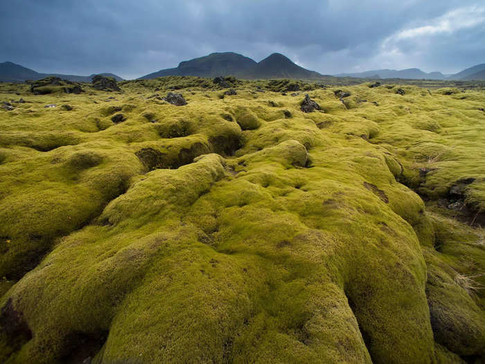 Stepping on the delicate moss that blankets lava fields throughout Iceland can damage it for decades.