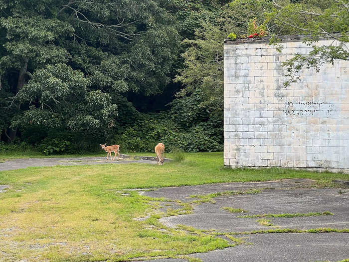 The idea we were being watched turned out to be pretty plausible — we came across a doe and her fawn behind one of the buildings.