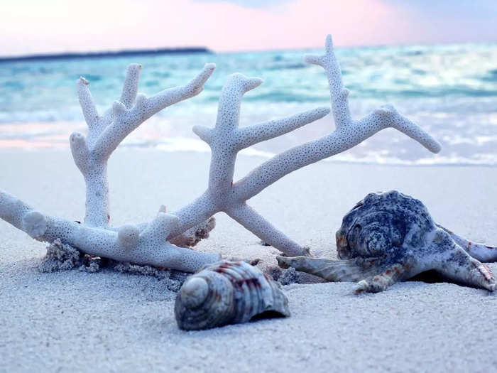 Coral Reefs and Lagoon Exploration