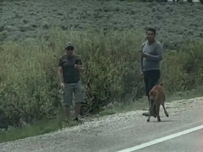 Park officials said two people harassed a bison calf at Grand Teton National Park that same month.