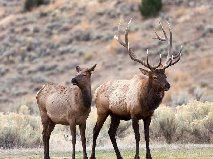 Tourists put an elk calf in their car during Memorial Day weekend.