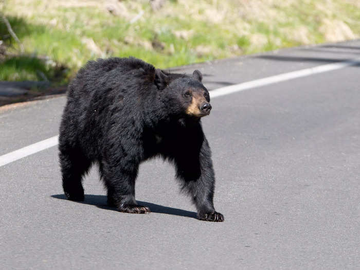 That same month, two black bears died after being struck by vehicles at Yellowstone National Park.