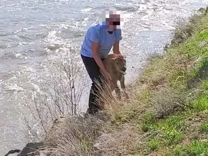 In May, a bison calf had to be euthanized after a man lifted it from a river, prompting its herd to reject it.