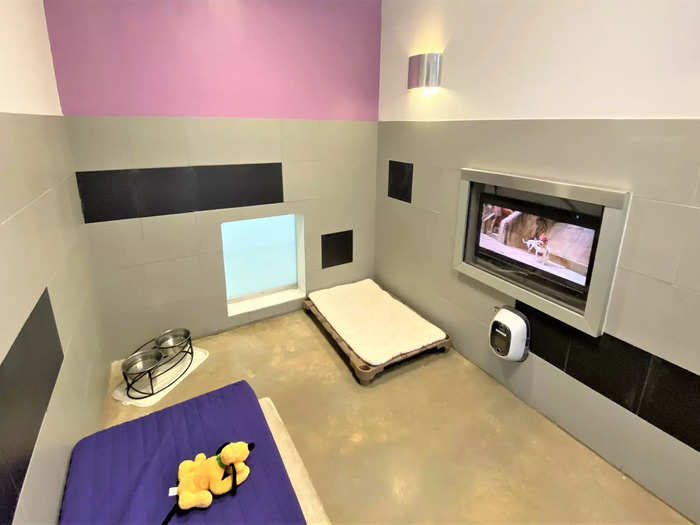 Next is the Villa Suite, which comes with a TV for your dog.